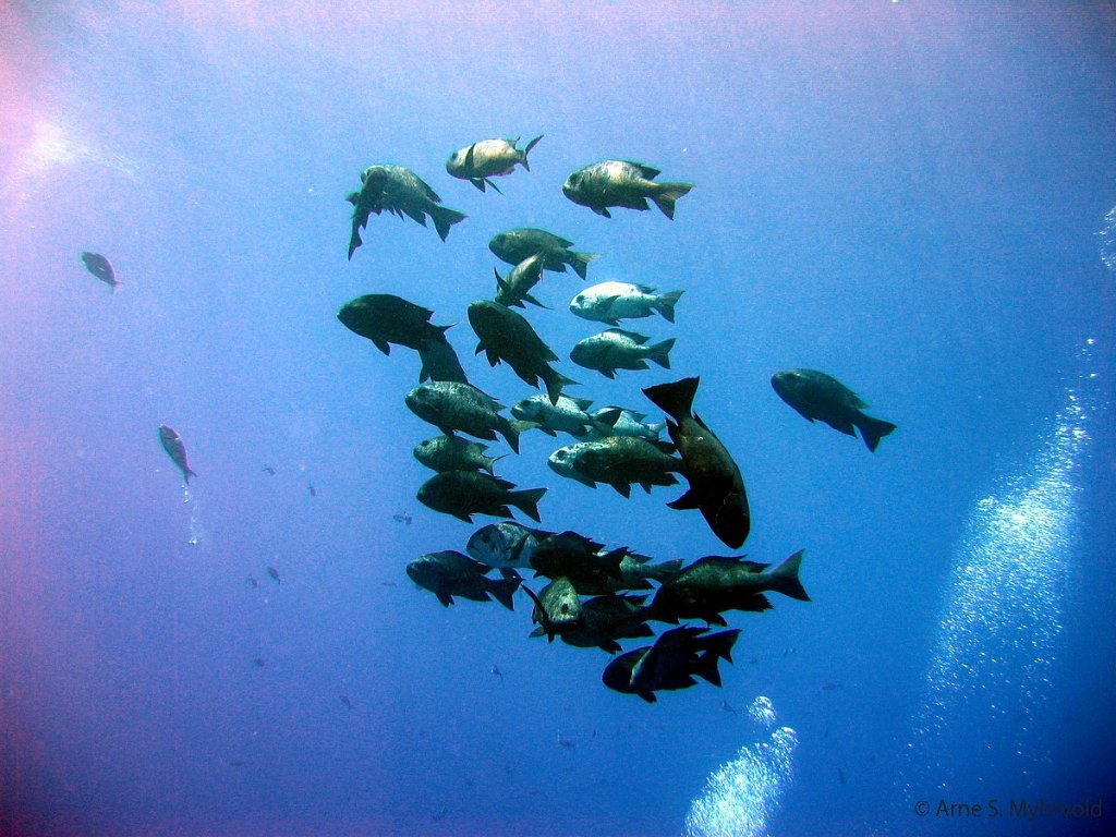 2006- Thomas Reef (9).jpg